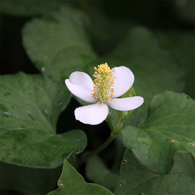 Houttuynia Cordata Extract