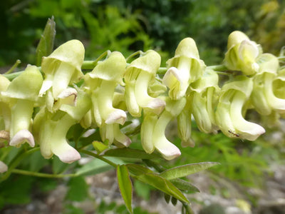 Sophora Flavescens Root